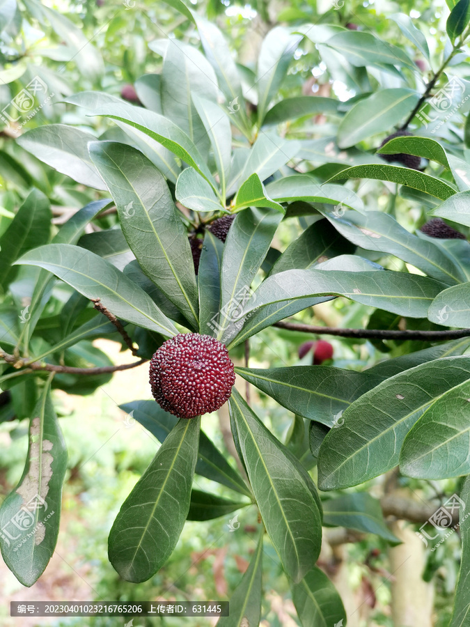 慈溪荸荠种杨梅