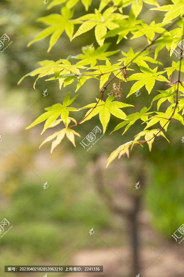 花花草草枫树