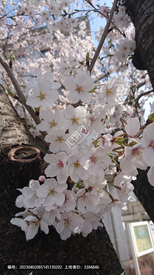 日本樱花盛开