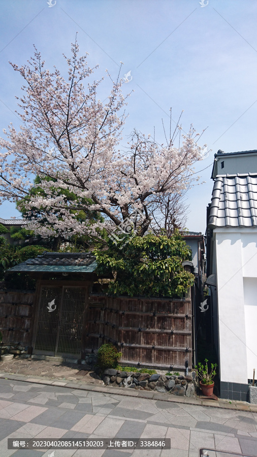 日本樱花庭院建筑