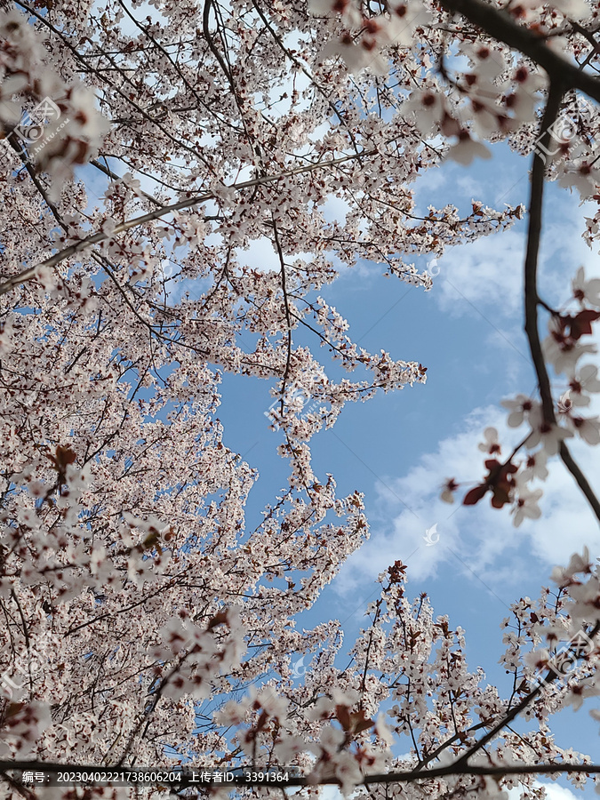 樱花和蓝天白云