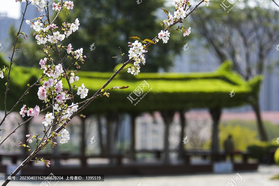 樱花特写