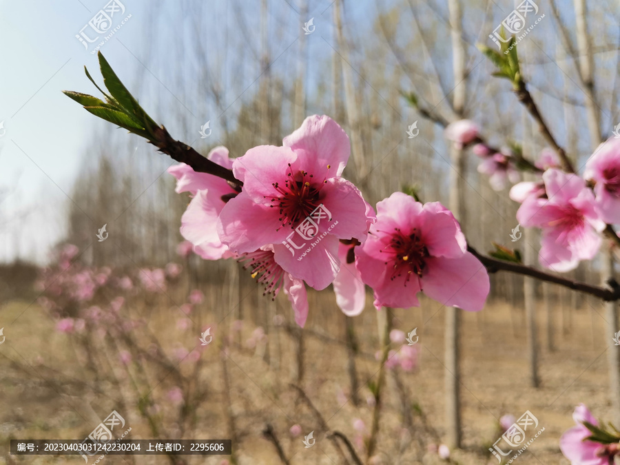 一枝桃花