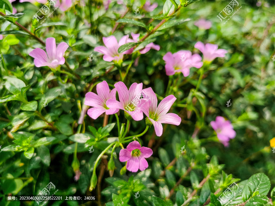 红花酢浆草