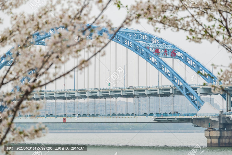 复兴大桥樱花