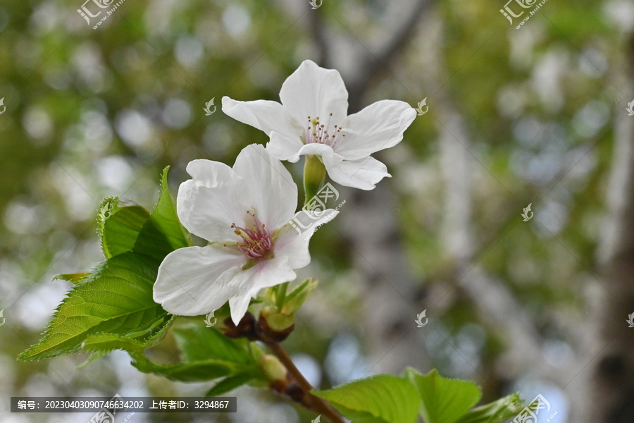 浪漫樱花