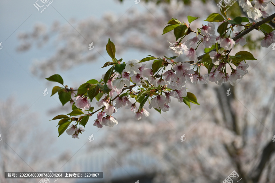 浪漫樱花