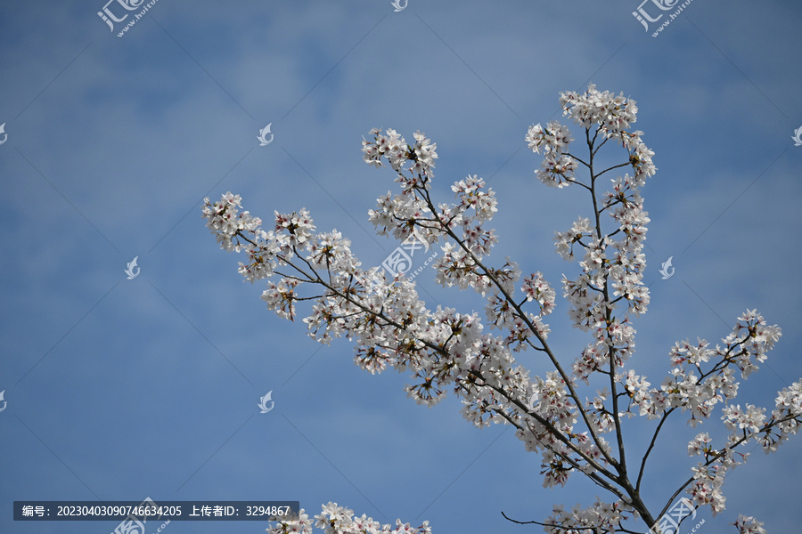 浪漫樱花