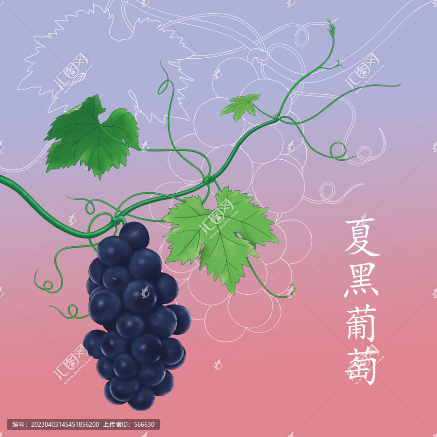 夏黑葡萄手繪素材