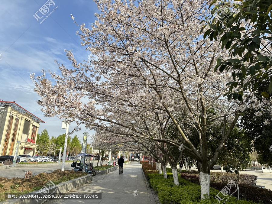 樱花大道