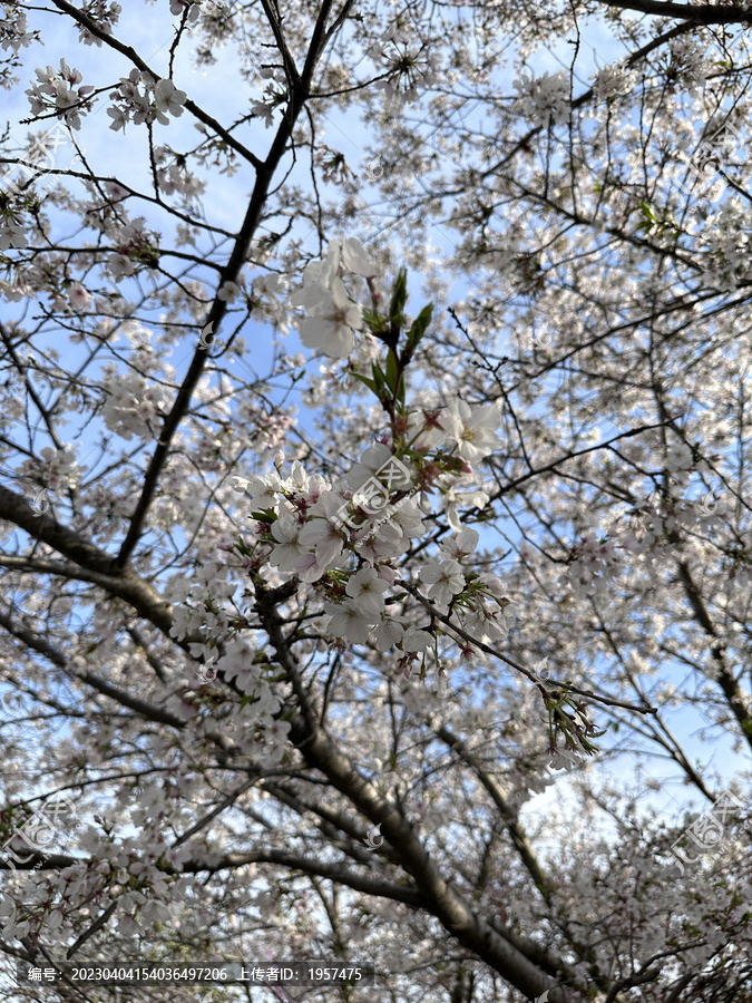 漫天樱花