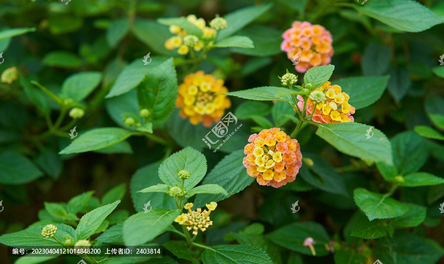 植物花朵马樱丹