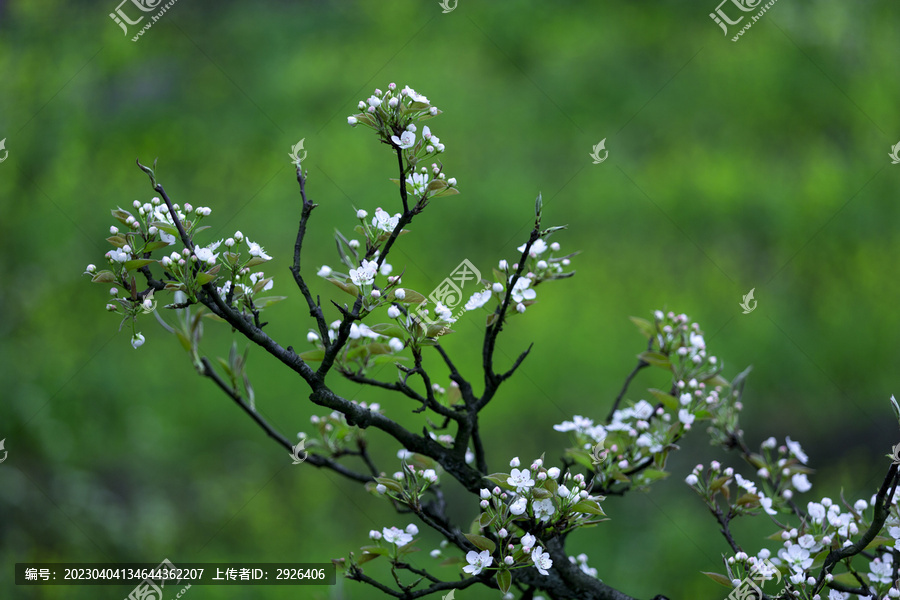 一枝梨花