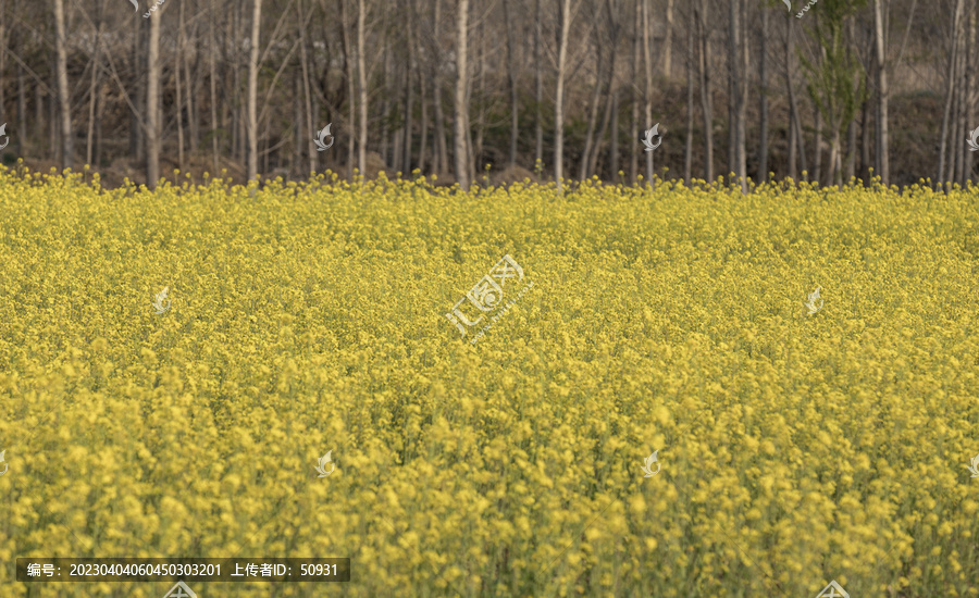 油菜花