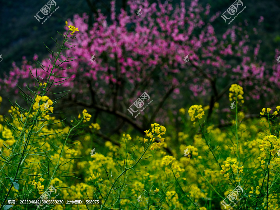 春天的油菜花桃花