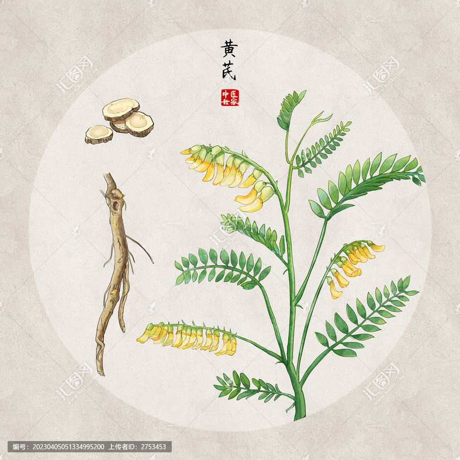 黃芪