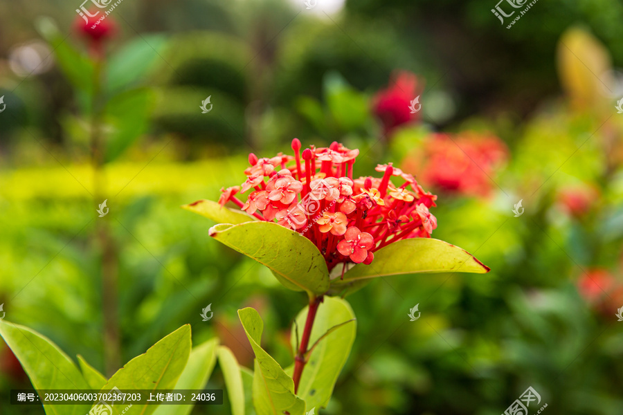 龙船花