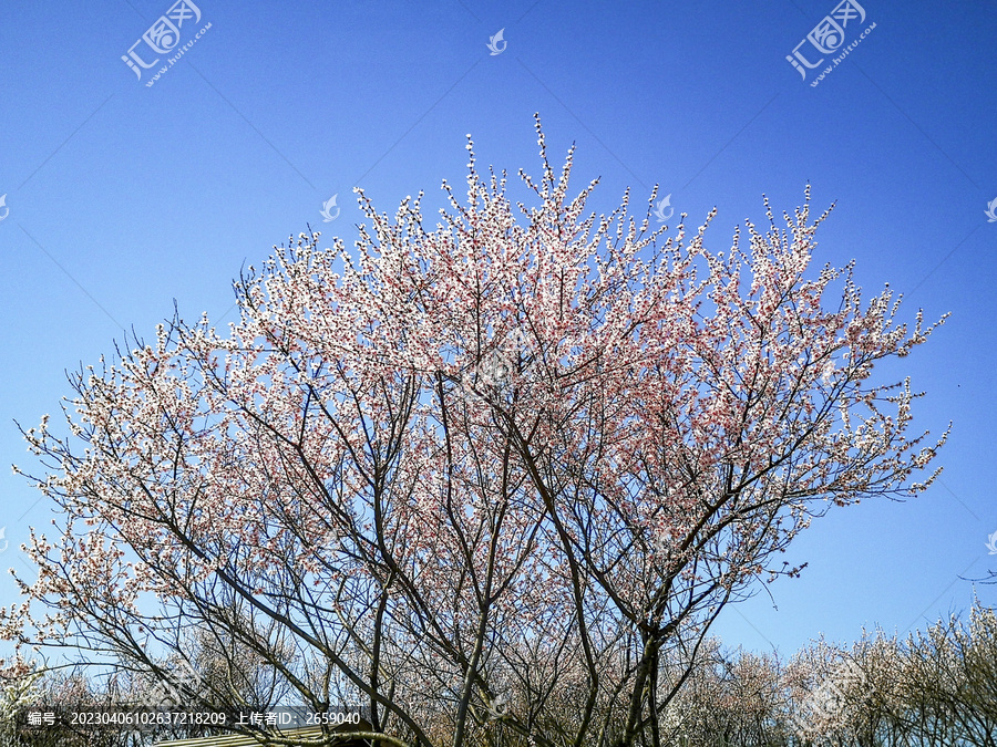 一树繁花