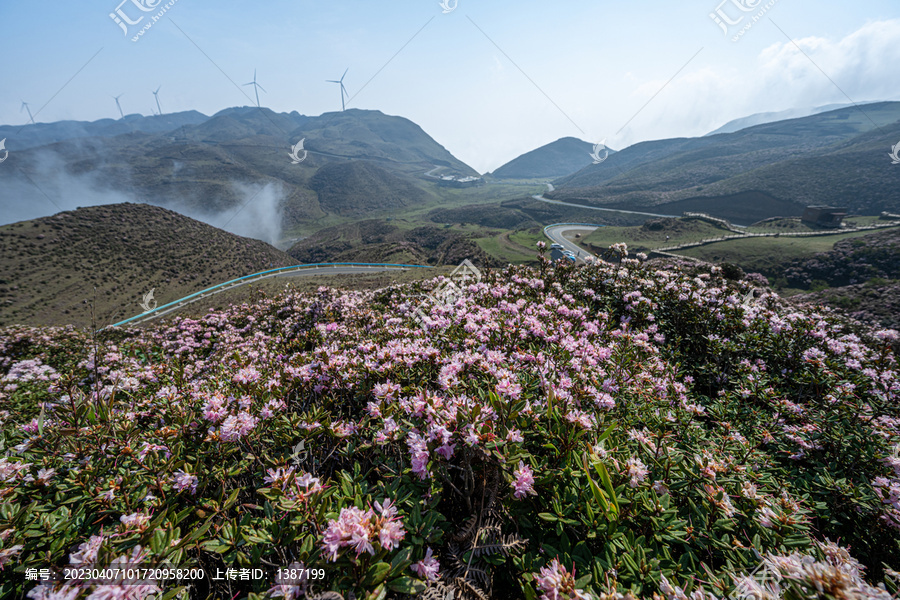 乌蒙山大草原杜鹃花