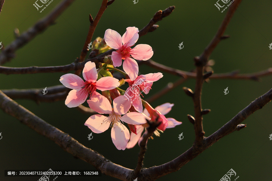 樱花春天粉色蓝天浪漫绿色