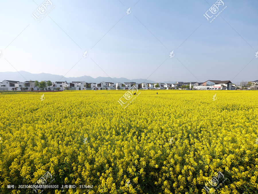 春天油菜花农村