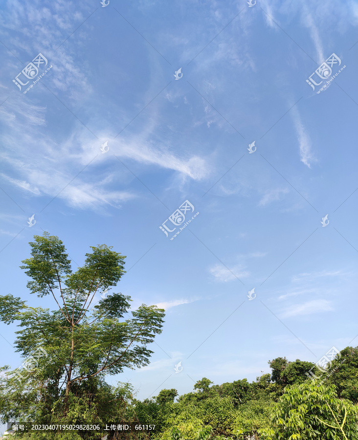 树木天空