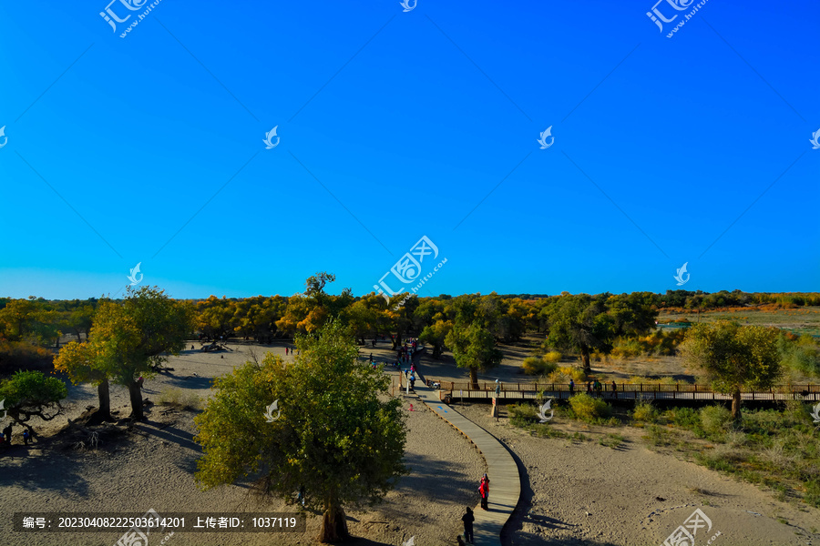 胡杨林景区