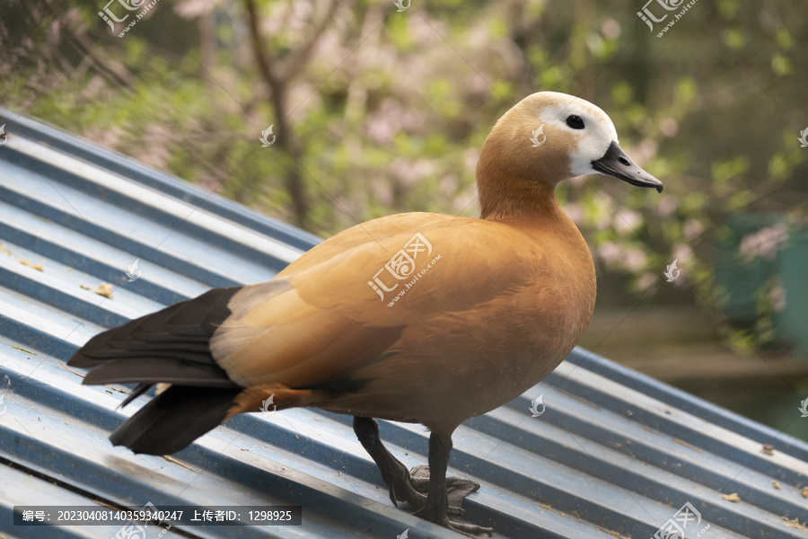 鸳鸯