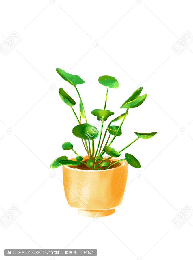植物花卉金錢草繪本手繪圖案