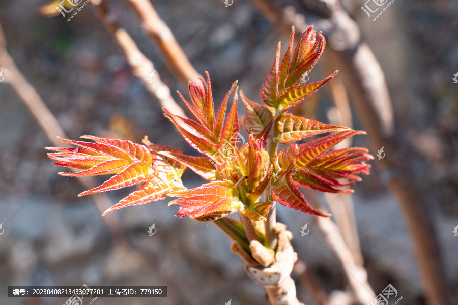 香椿芽