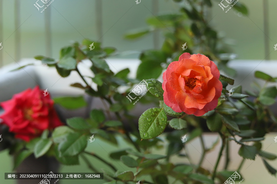 月季花水珠露珠谷雨雨后