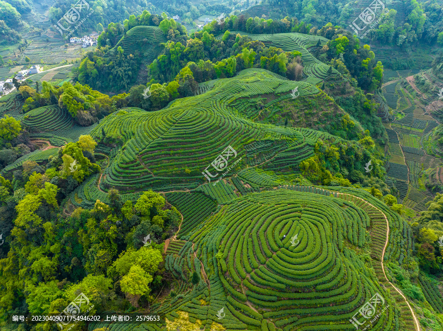 金鼓村大地指纹茶叶种植基地