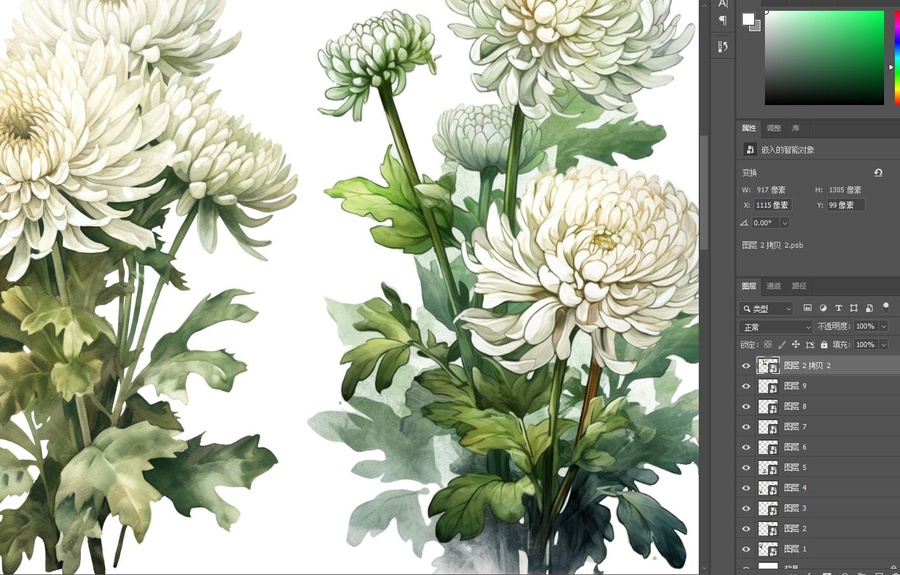 白色菊花植物插畫設(shè)計素材