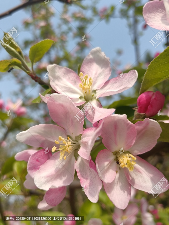 艳阳下盛开的粉色苹果花