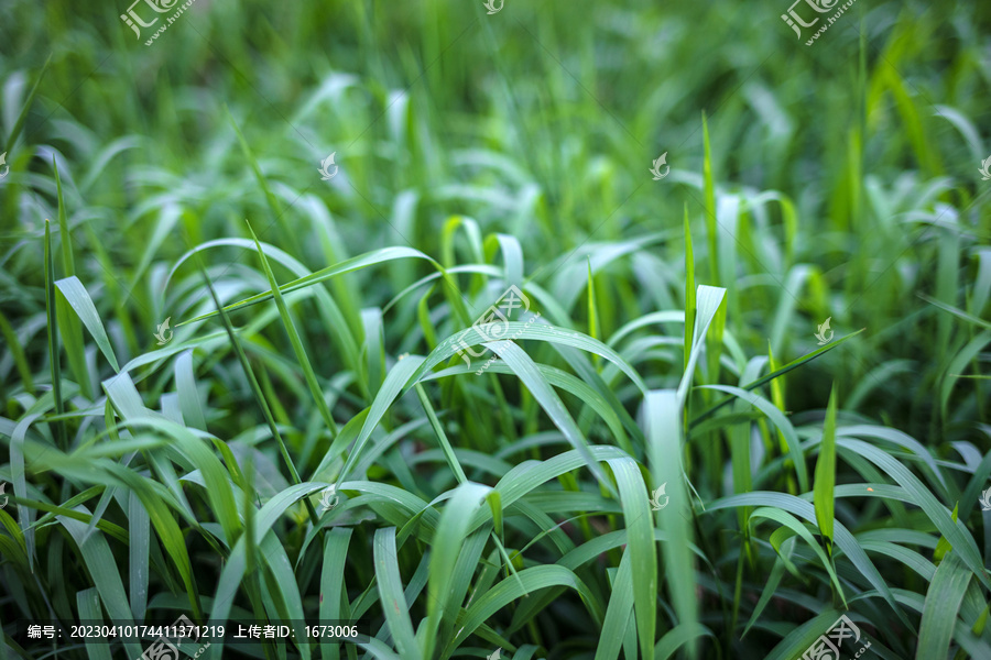 荒草