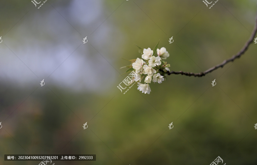 樱花枝