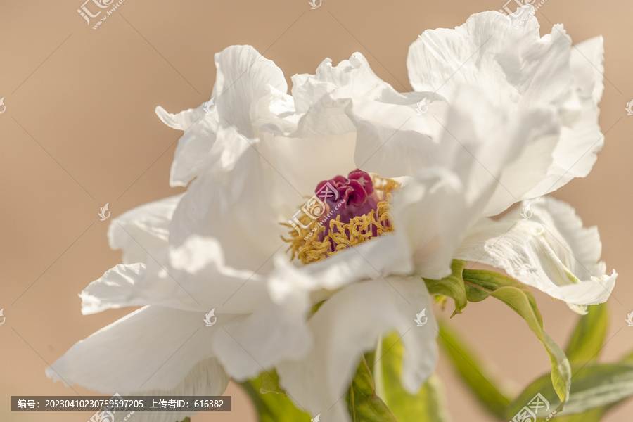 芍药