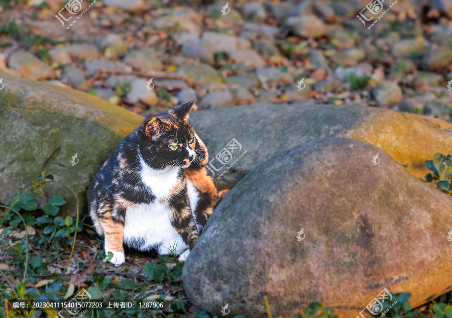 警惕的野猫