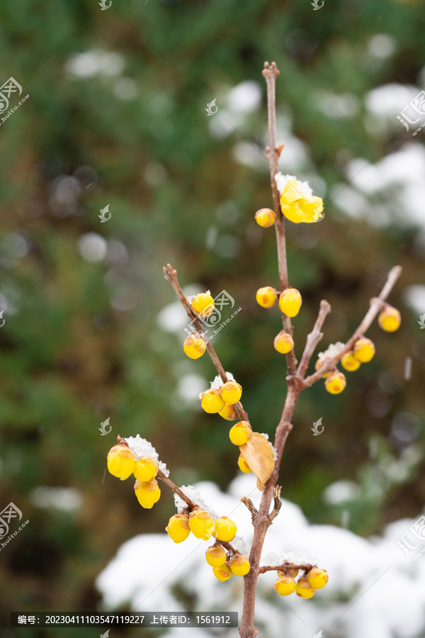 白雪腊梅