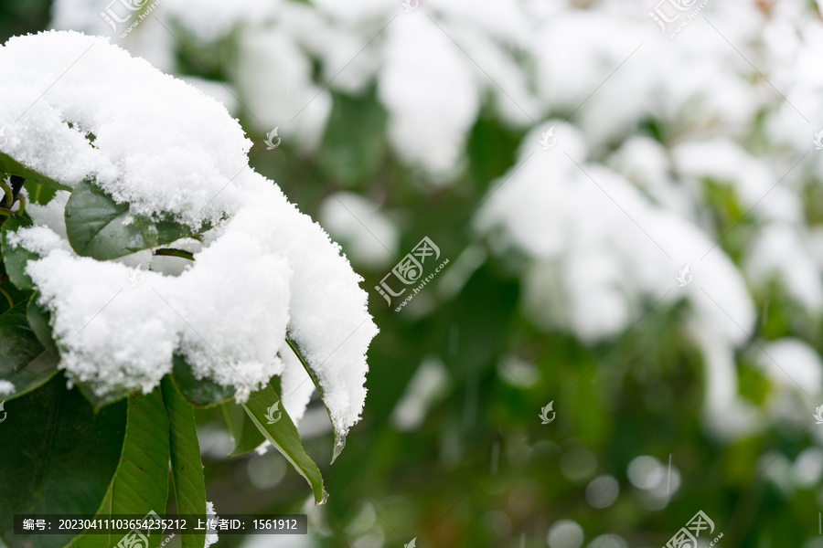 积雪树枝