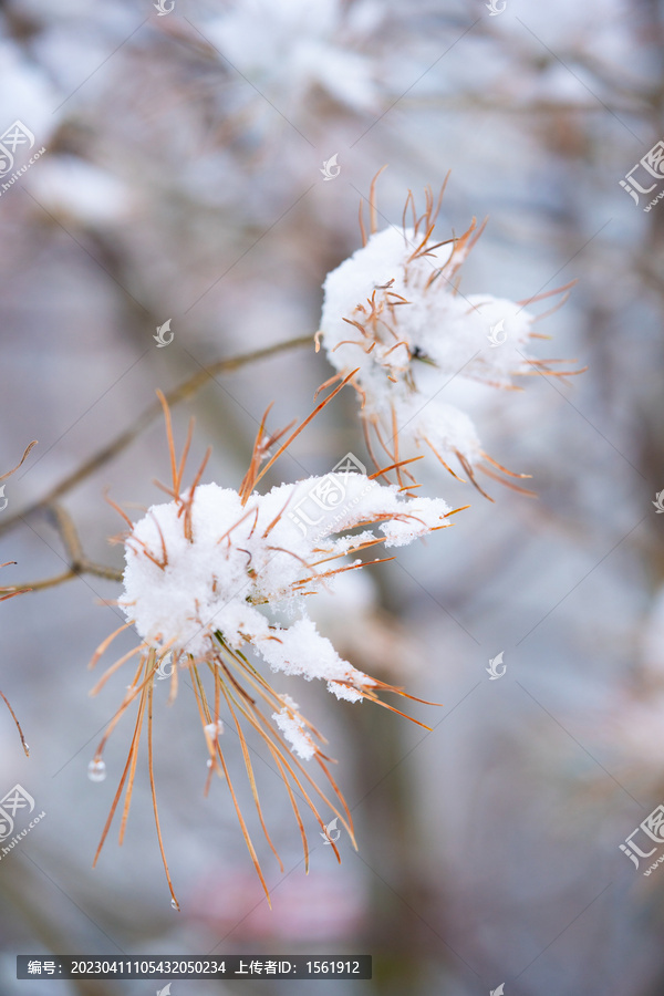 雪景