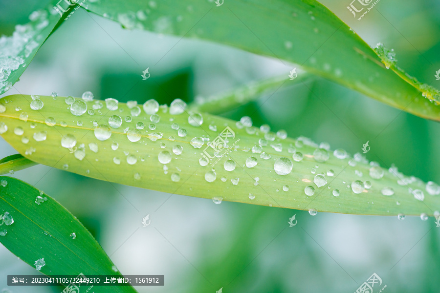 雨季雨水竹叶