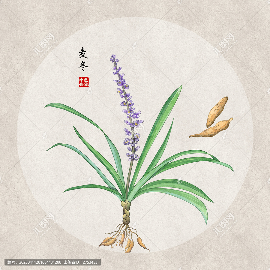 麥冬