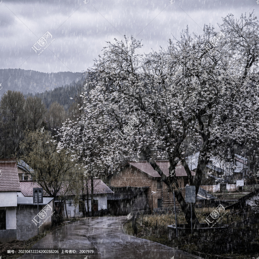 春雨