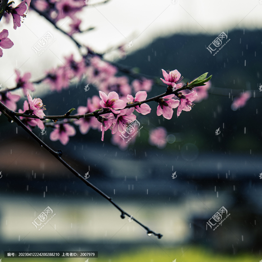 春雨