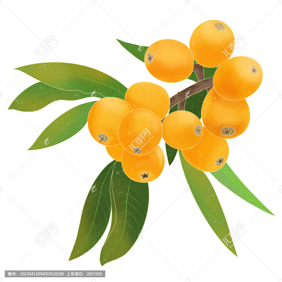 國風手繪樹枝上的枇杷插畫