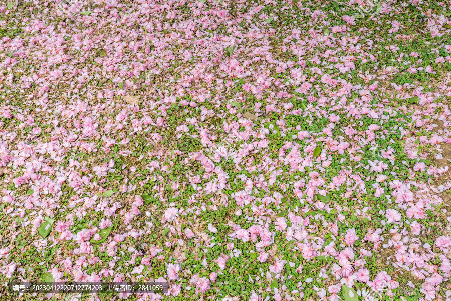 绿地和樱花花瓣特写