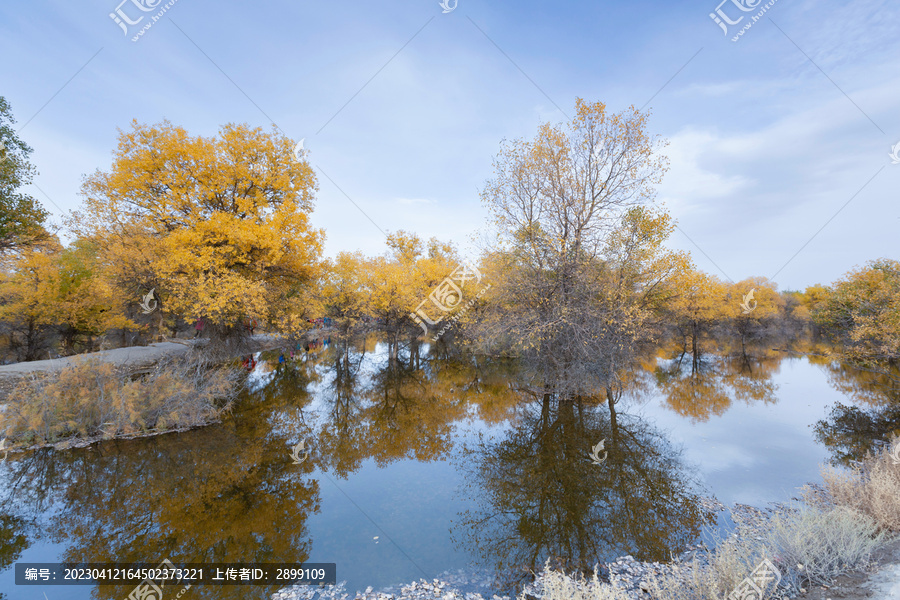 酒泉金塔秋天胡杨林自然风景