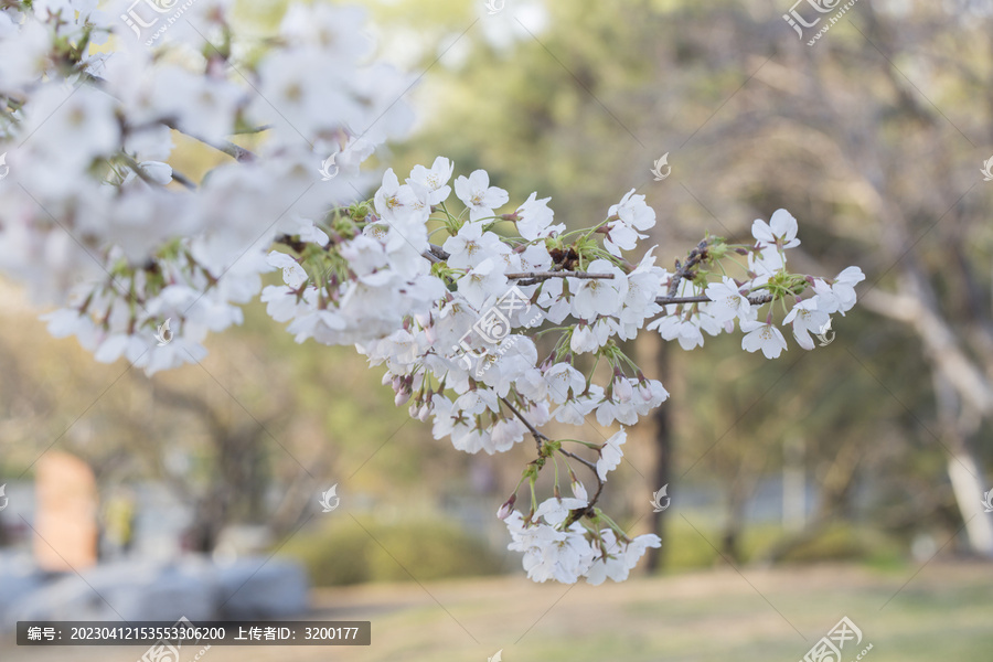 樱花