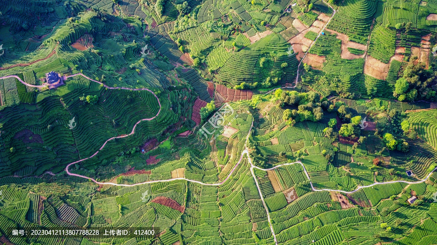 茶山晨韵